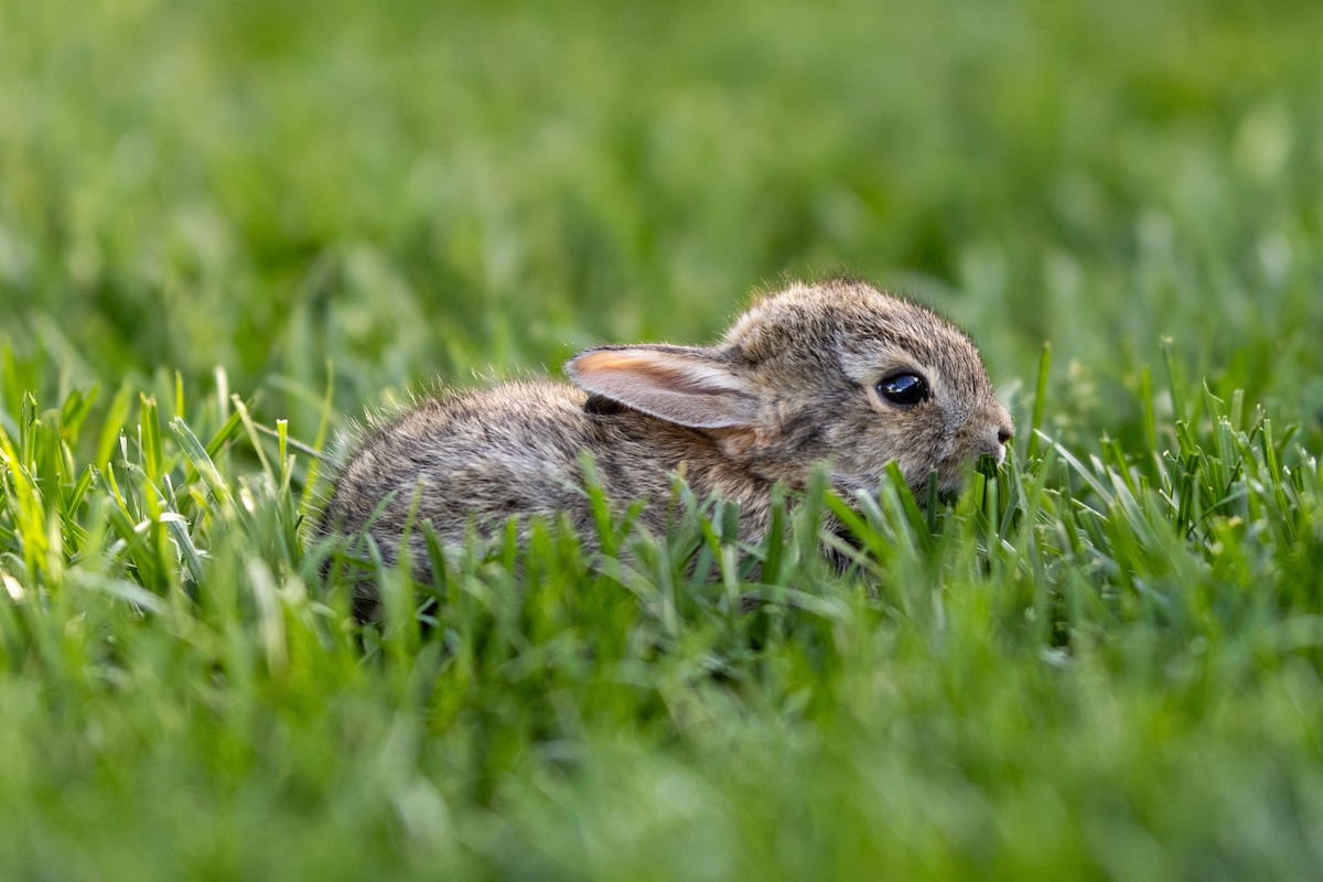 bunnies growths colorado tentacles