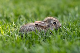 bunnies growths colorado tentacles