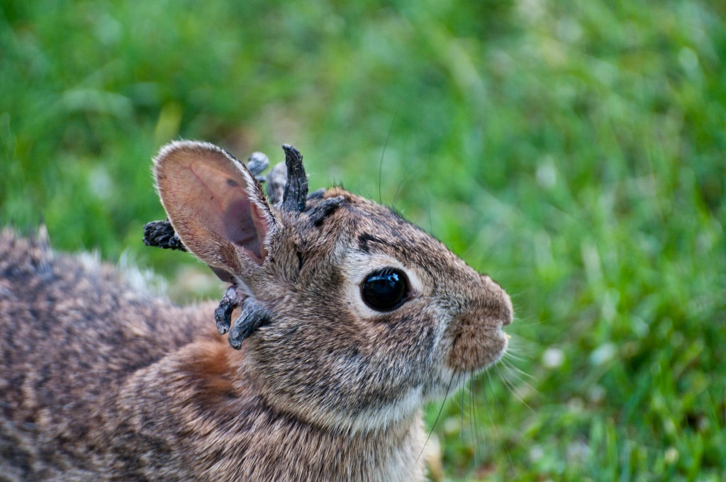 Eastern Cottontail rabbit, with the papilloma virus
