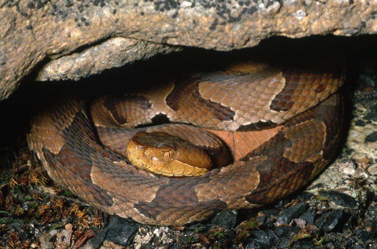 can you find the copperhead snake