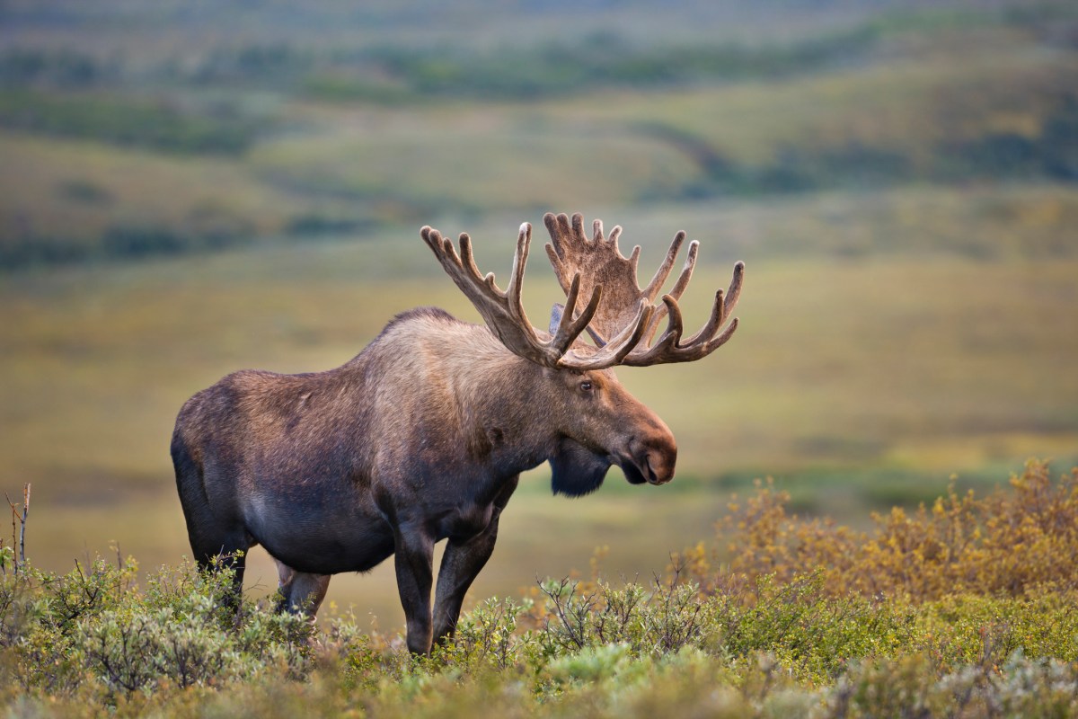 A moose in Alaska.