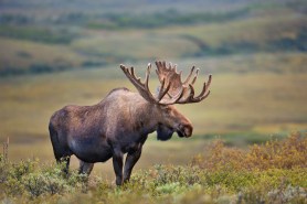 A moose in Alaska.
