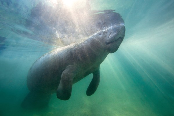 A manatee