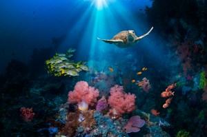 diver footage sea turtle bonaire
