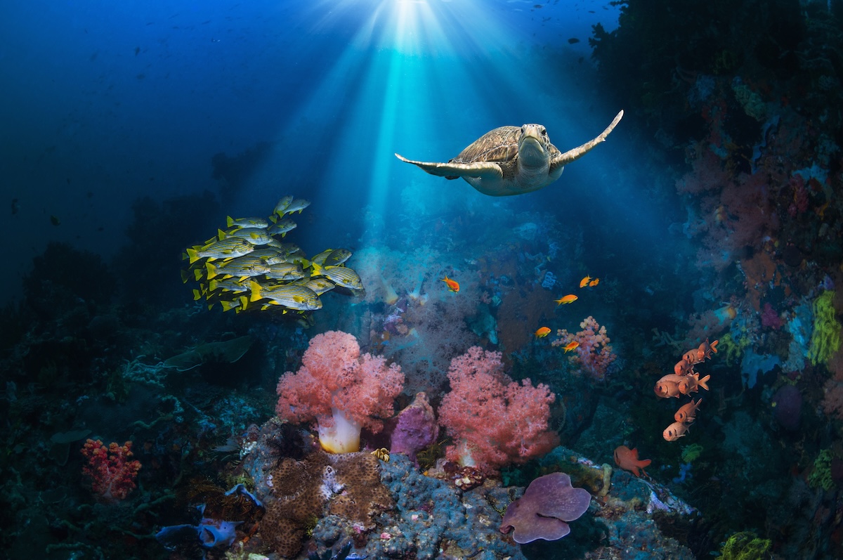 diver footage sea turtle bonaire