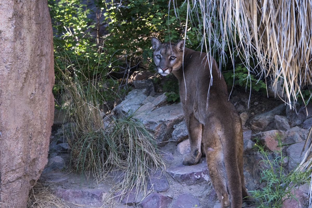 Mountain Lion staring