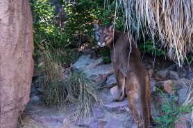 Mountain Lion staring