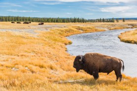 Bison in a field near a lake