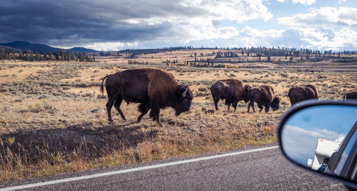 A massive bison and several others are on the side of a road.