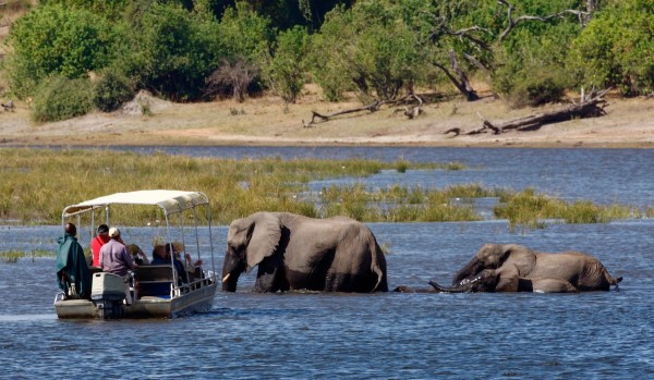 safari fail elephant