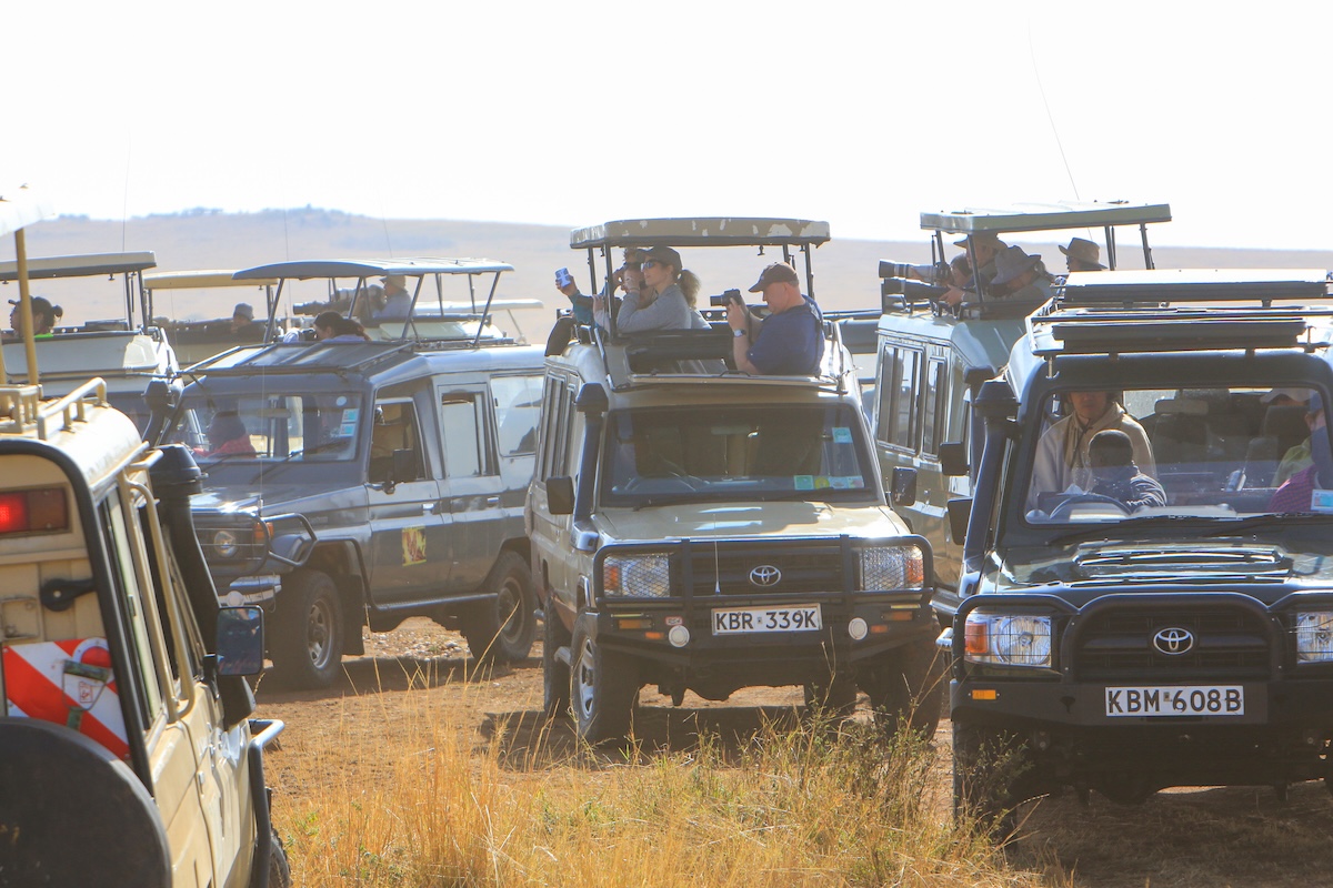 safari vehicles traffic jam
