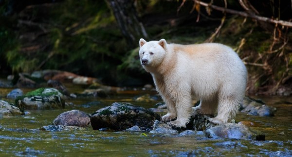 spirit bear rainforest canada