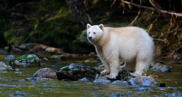 spirit bear rainforest canada