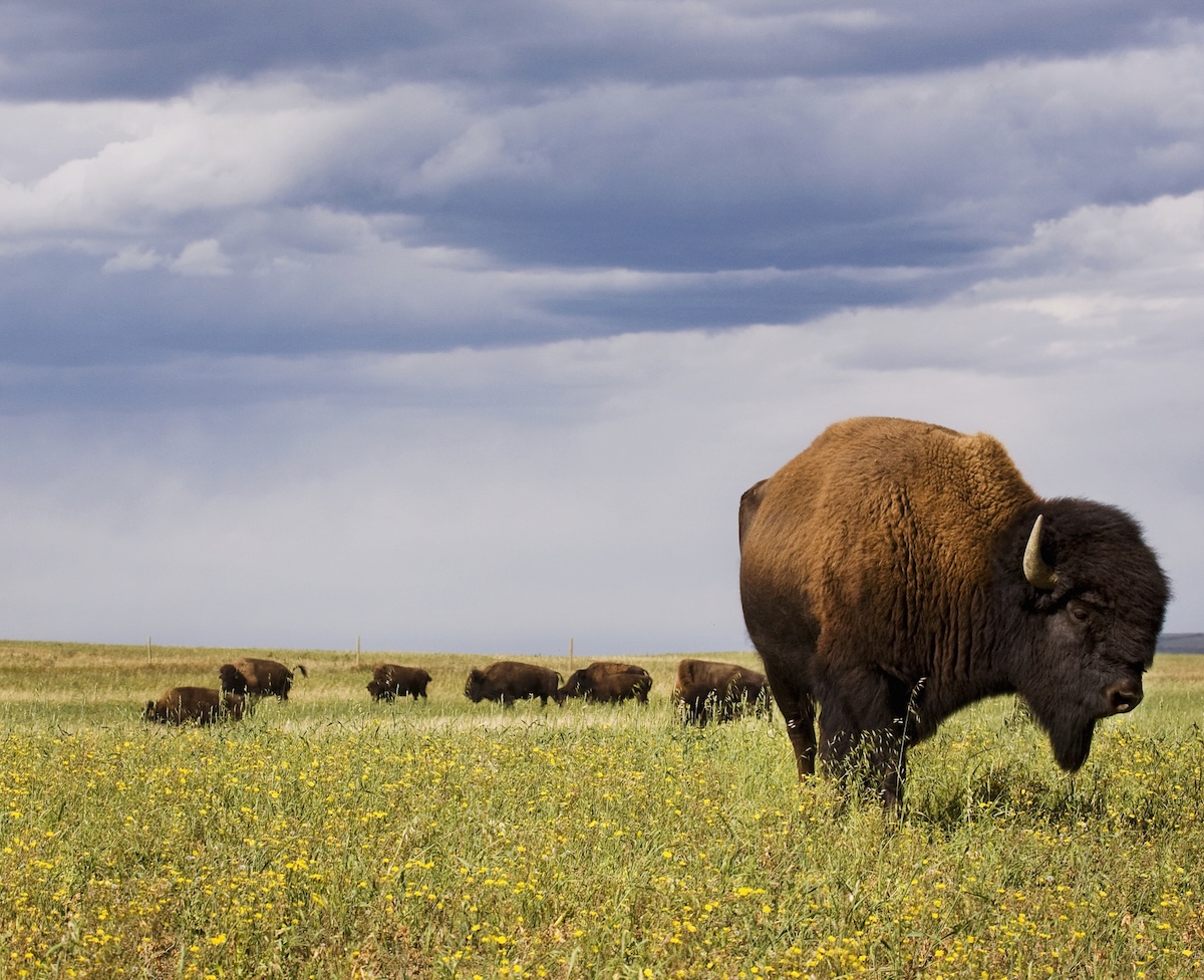 bison grunting