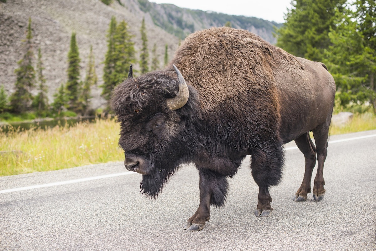 bison tourists yellowstone