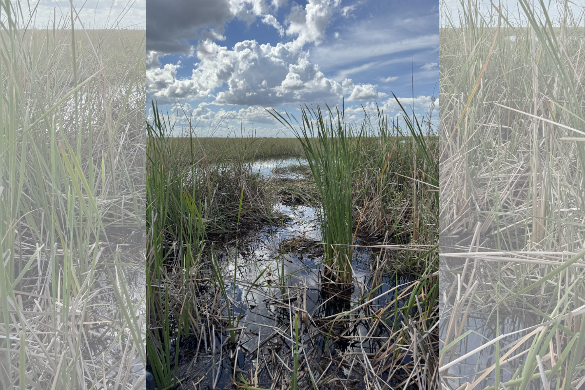 spot the alligator header