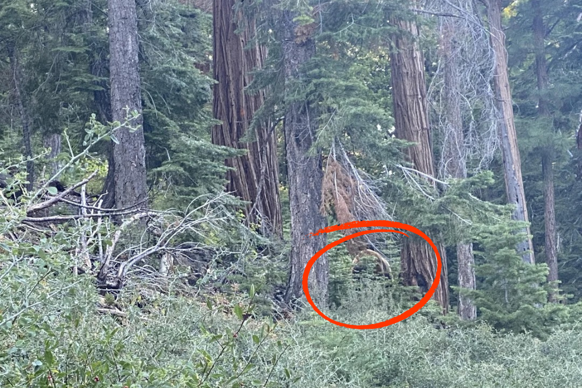 spot the bear answer