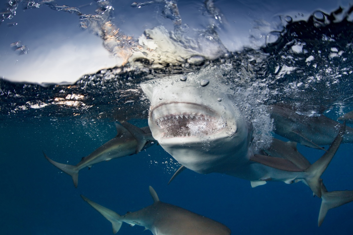 shark bite young girl