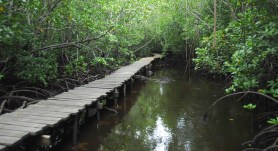 mangrove boardwalk