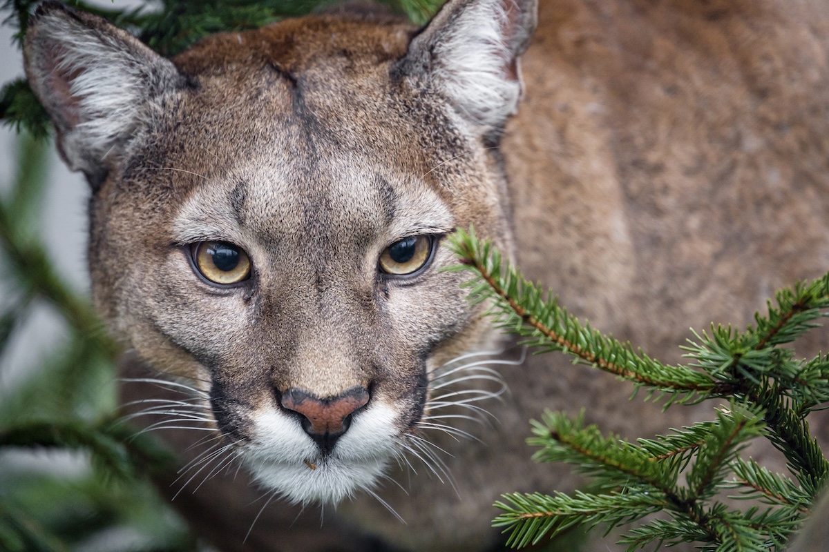 mountain lion trail cam nevada