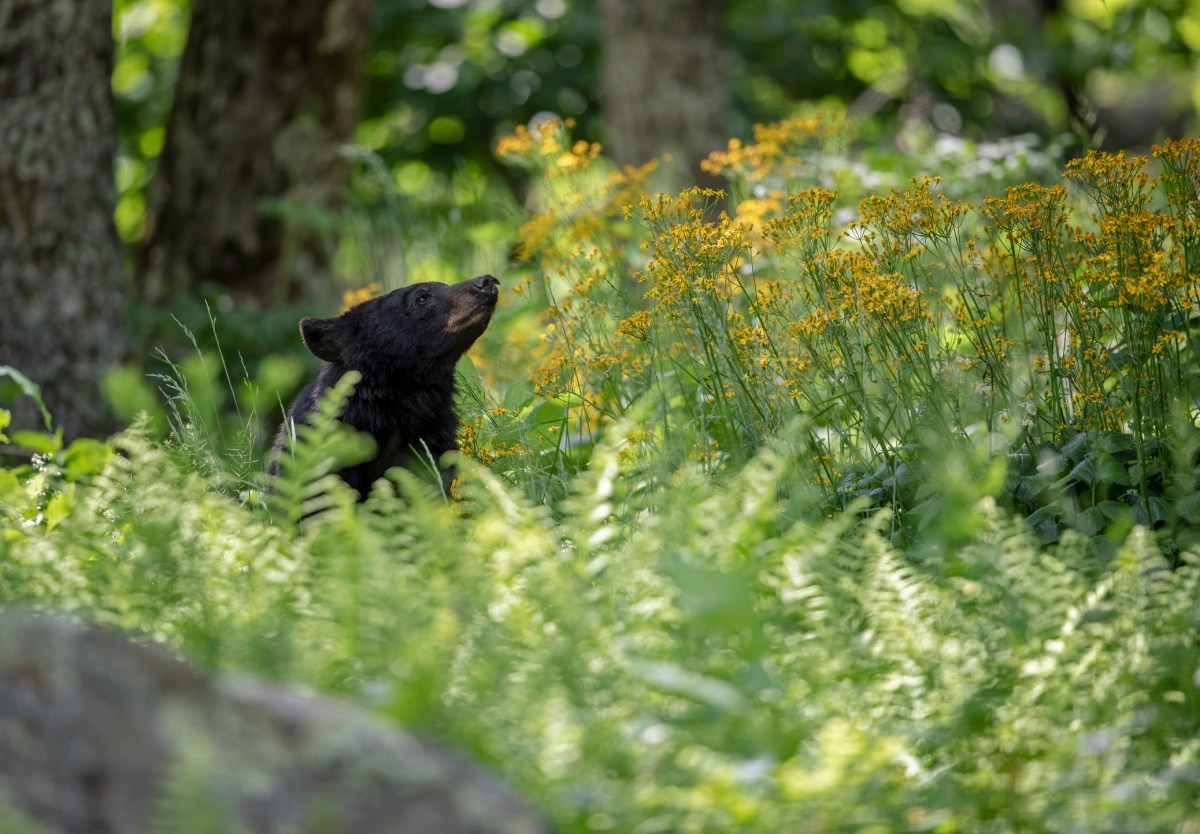 A black bear smelling the air
