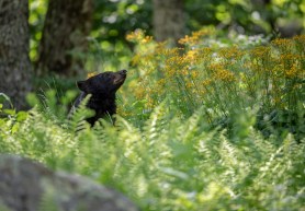 A black bear smelling the air