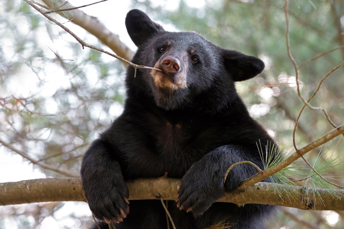 bear cub fridge