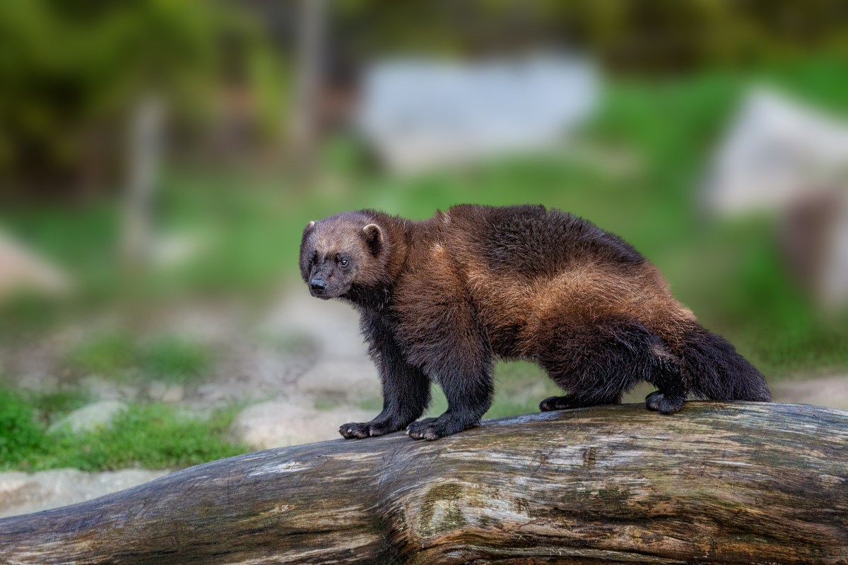 A wolverine in the wild