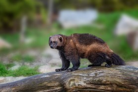 A wolverine in the wild