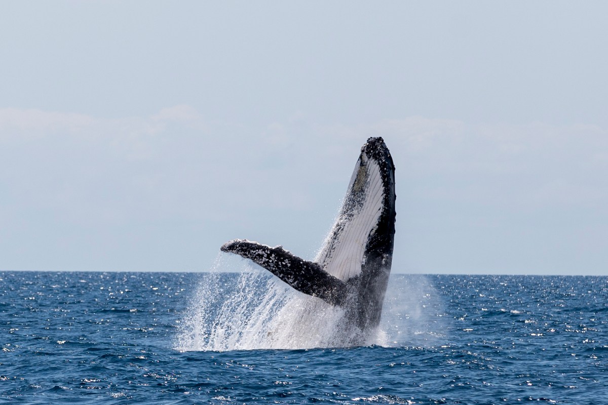A humpback whale