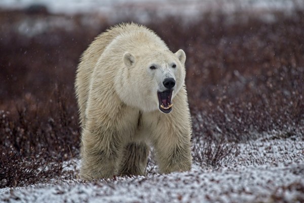 A polar bear on snow covered ground.