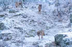 A pack of wolves in the snow.
