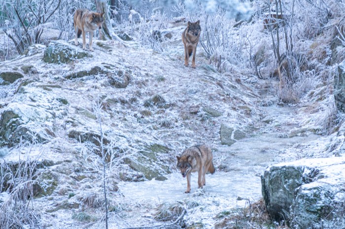 A pack of wolves in the snow.