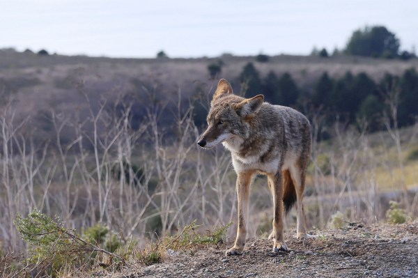 a coyote in a field