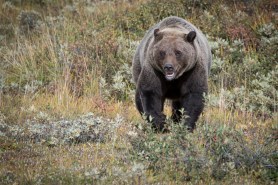 A grizzly in Alaska