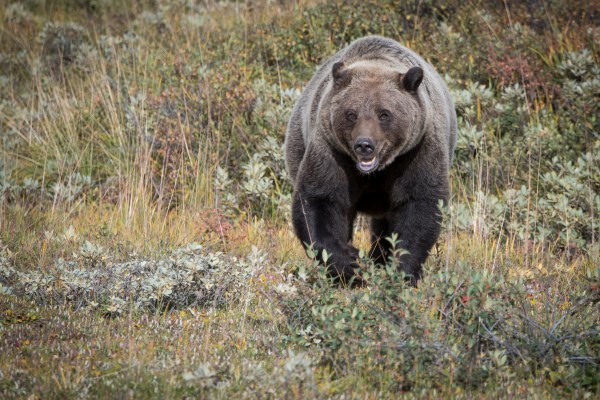 A grizzly in Alaska