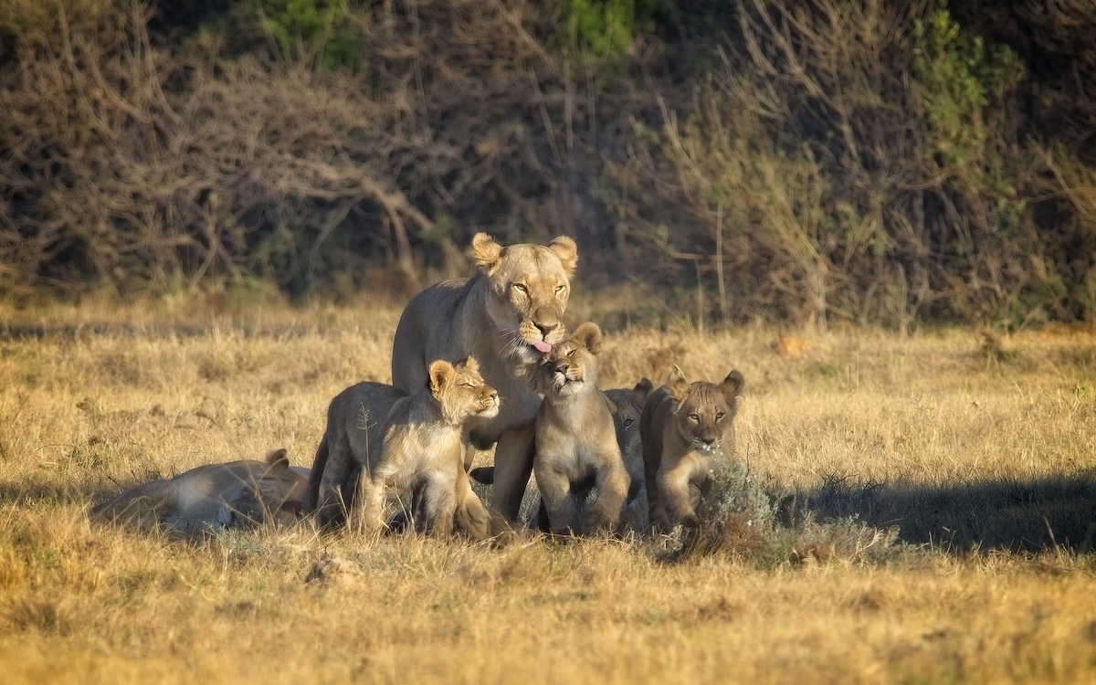 Lioness cubs trail cam