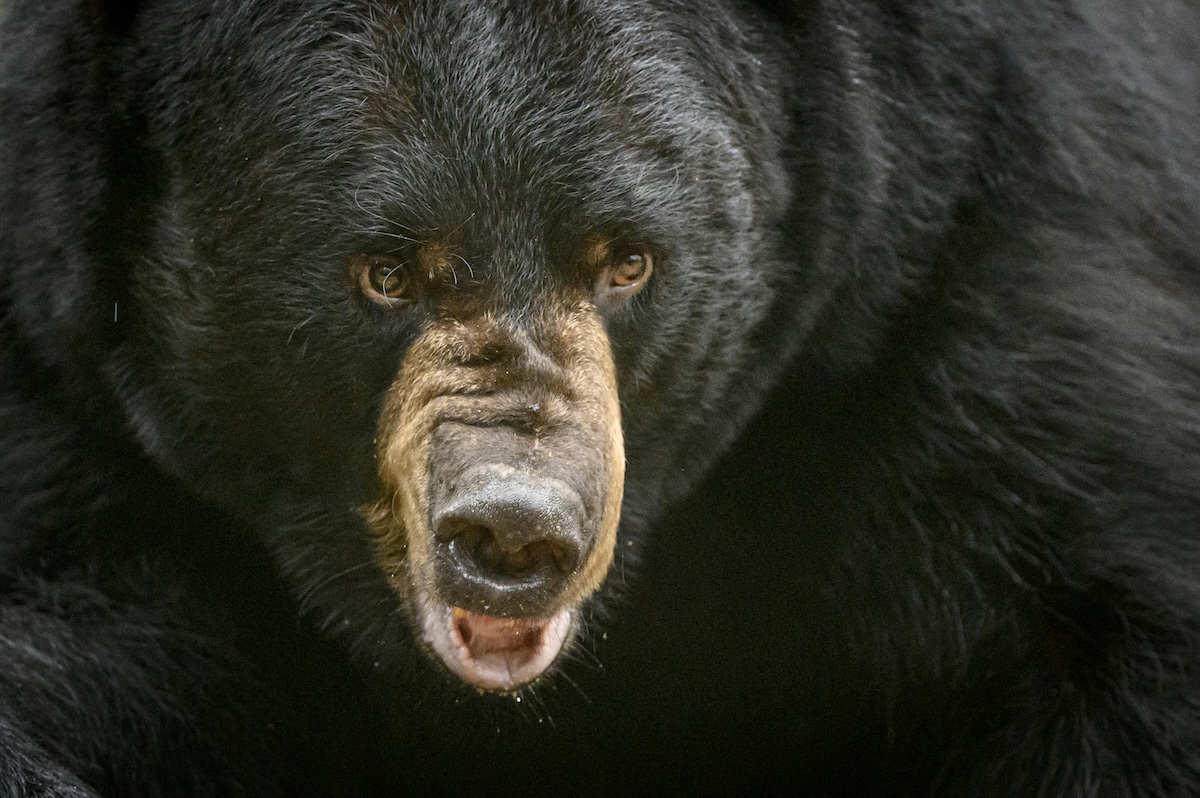 bear attacks man doorbell cam