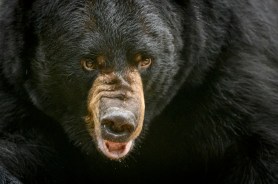 bear attacks man doorbell cam