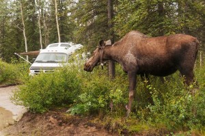 moose campsite campground tent