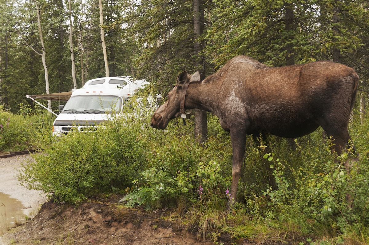 moose campsite campground tent