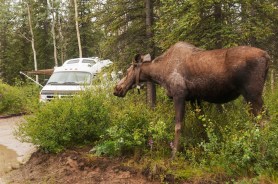 moose campsite campground tent