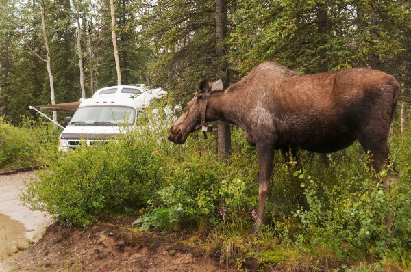 moose campsite campground tent