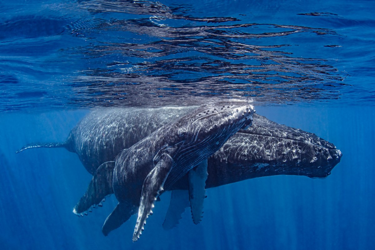 two humpback whales