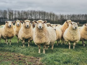a flock of sheep