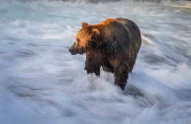 brown bear