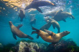 Sea lions swimming
