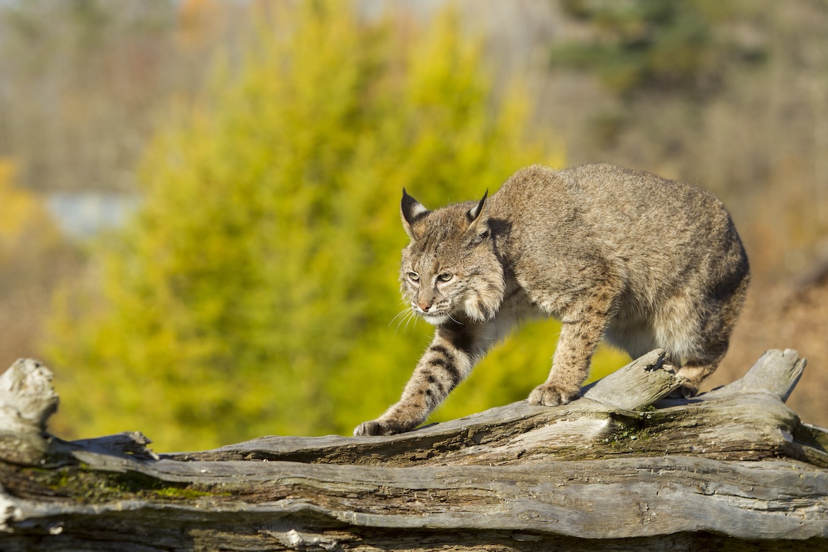 Bobcat noises trail cam