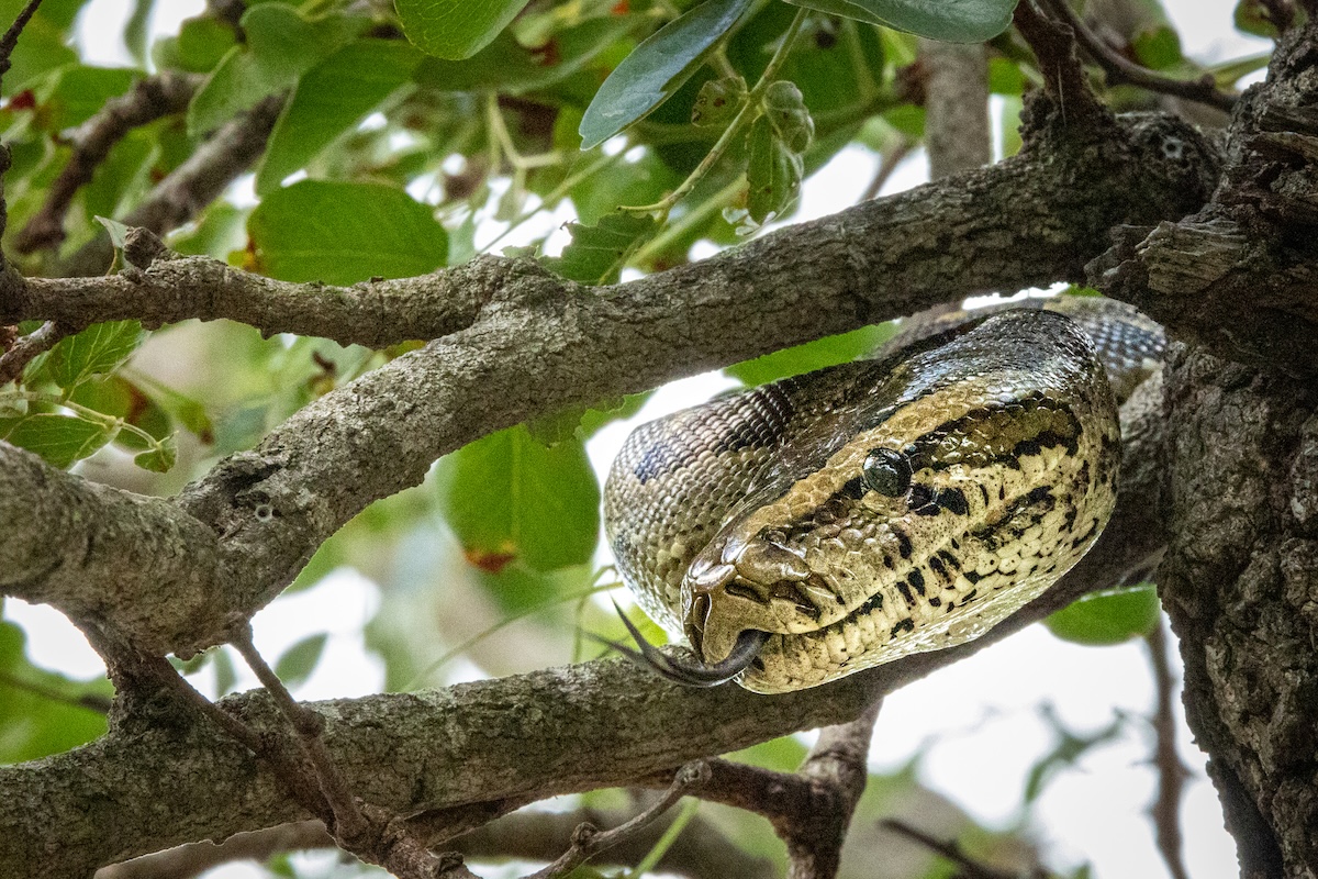 snake tree brisbane brontosaurus