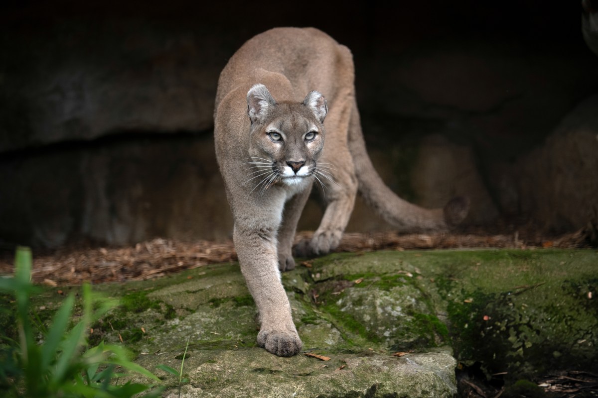a mountain lion walks